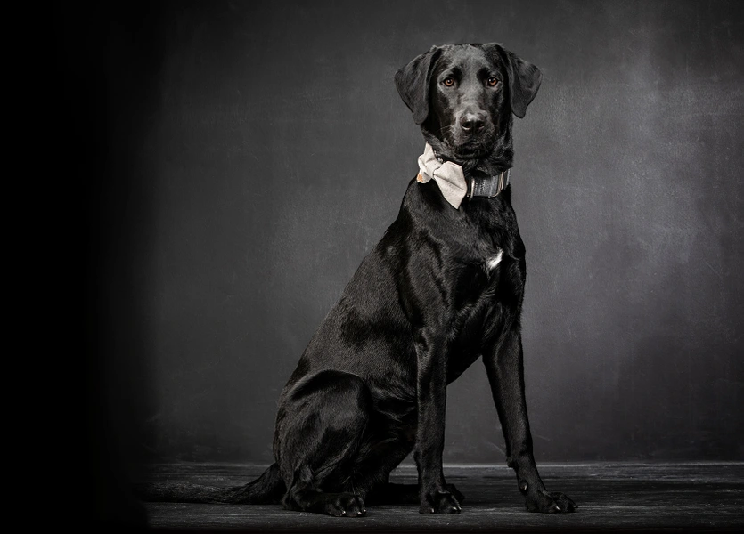 07-D18249-02-suenderhuse-photographie-melle-fotografin-vierbeiner-tiere-tiershooting.jpg