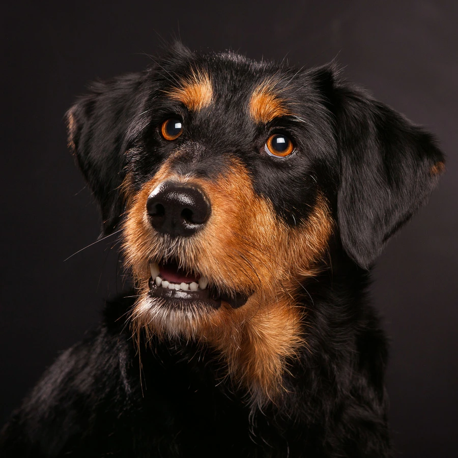 03-D16810-24-suenderhuse-photographie-melle-fotografin-hunde.jpg