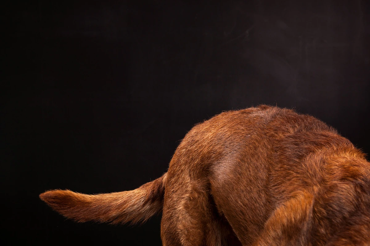 05-D16810-29-suenderhuse-photographie-melle-fotografin-hunde-vierbeiner.jpg